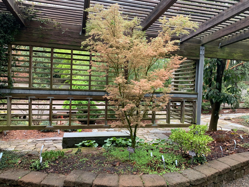 - Acer palmatum 'Okukuji nishiki' Japanese Maple - Mr Maple │ Buy Japanese Maple Trees