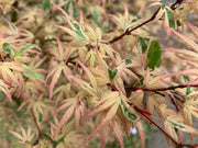 - Acer palmatum 'Okukuji nishiki' Japanese Maple - Mr Maple │ Buy Japanese Maple Trees