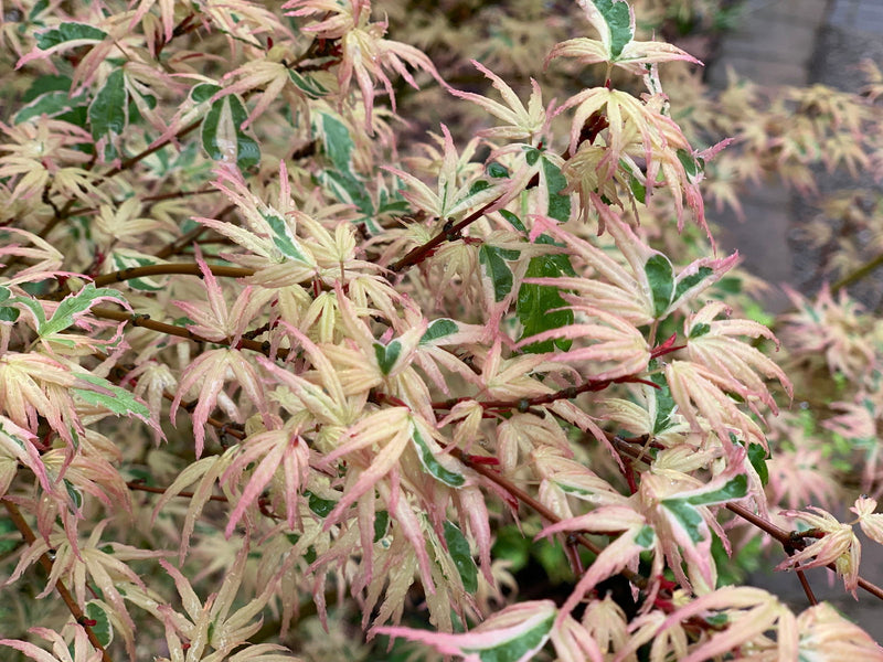 - Acer palmatum 'Okukuji nishiki' Japanese Maple - Mr Maple │ Buy Japanese Maple Trees