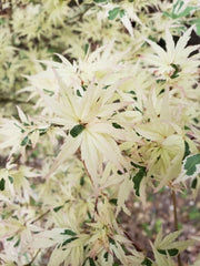 - Acer palmatum 'Okukuji nishiki' Japanese Maple - Mr Maple │ Buy Japanese Maple Trees