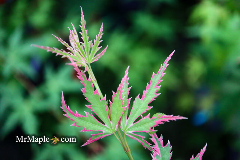 - Acer palmatum 'Okukuji nishiki' Japanese Maple - Mr Maple │ Buy Japanese Maple Trees