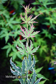 - Acer palmatum 'Okukuji nishiki' Japanese Maple - Mr Maple │ Buy Japanese Maple Trees