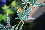 - Acer palmatum 'Okukuji nishiki' Japanese Maple - Mr Maple │ Buy Japanese Maple Trees