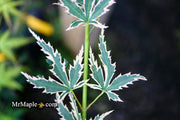 - Acer palmatum 'Okukuji nishiki' Japanese Maple - Mr Maple │ Buy Japanese Maple Trees