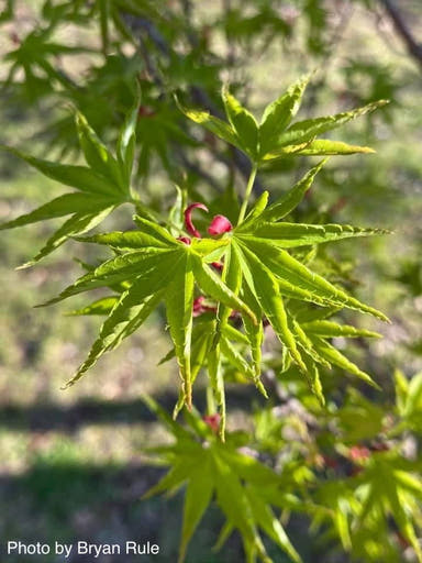 - Acer palmatum 'Okushimo' Japanese Maple - Mr Maple │ Buy Japanese Maple Trees