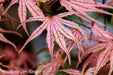 - Acer palmatum 'Olsen's Frosted Strawberry' Japanese Maple - Mr Maple │ Buy Japanese Maple Trees