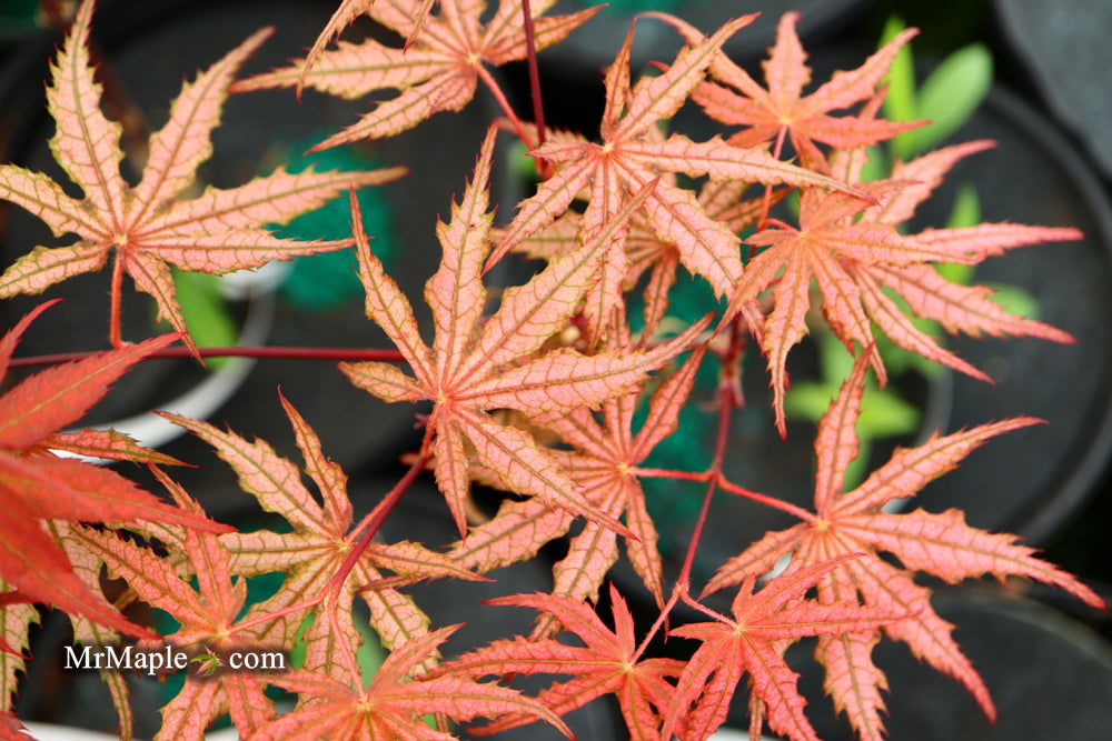 - Acer palmatum 'Olsen's Frosted Strawberry' Japanese Maple - Mr Maple │ Buy Japanese Maple Trees