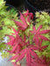 - Acer palmatum 'Olsen's Frosted Strawberry' Japanese Maple - Mr Maple │ Buy Japanese Maple Trees