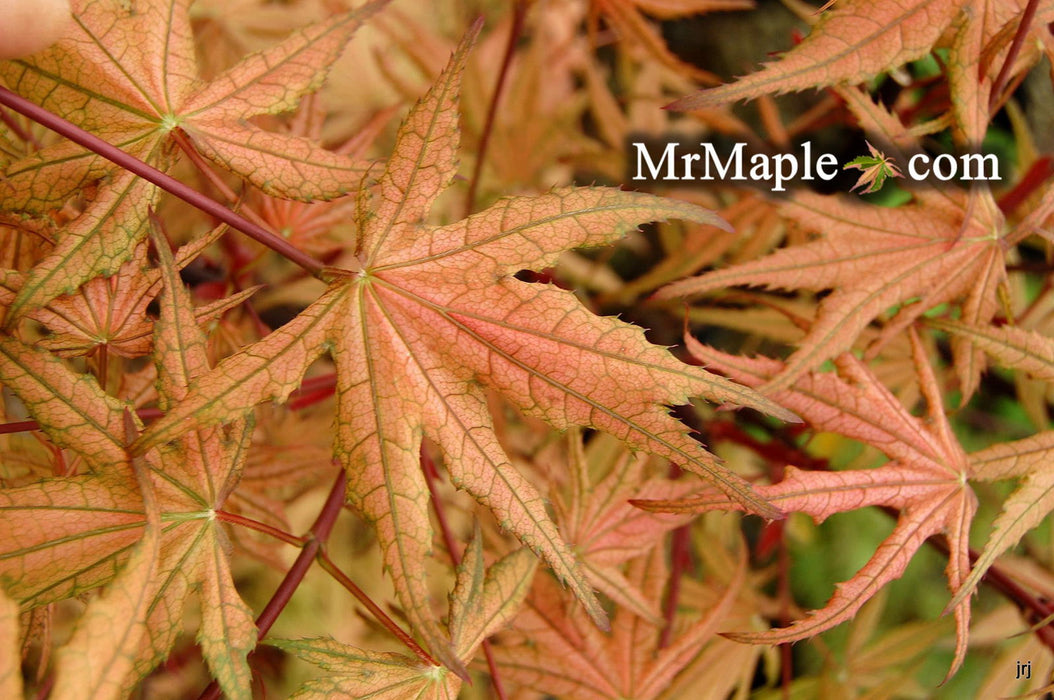 - Acer palmatum 'Olsen's Frosted Strawberry' Japanese Maple - Mr Maple │ Buy Japanese Maple Trees