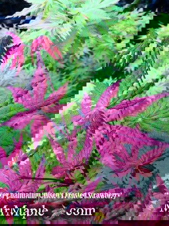 - Acer palmatum 'Olsen's Frosted Strawberry' Japanese Maple - Mr Maple │ Buy Japanese Maple Trees