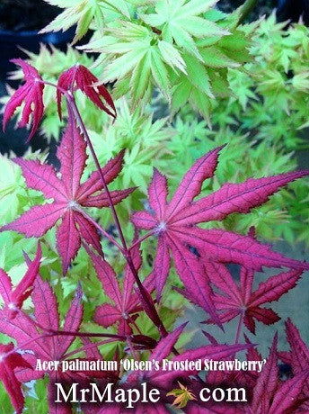 - Acer palmatum 'Olsen's Frosted Strawberry' Japanese Maple - Mr Maple │ Buy Japanese Maple Trees