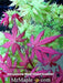 - Acer palmatum 'Olsen's Frosted Strawberry' Japanese Maple - Mr Maple │ Buy Japanese Maple Trees