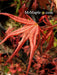 - Acer palmatum 'Olsen's Frosted Strawberry' Japanese Maple - Mr Maple │ Buy Japanese Maple Trees