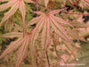 - Acer palmatum 'Olsen's Frosted Strawberry' Japanese Maple - Mr Maple │ Buy Japanese Maple Trees