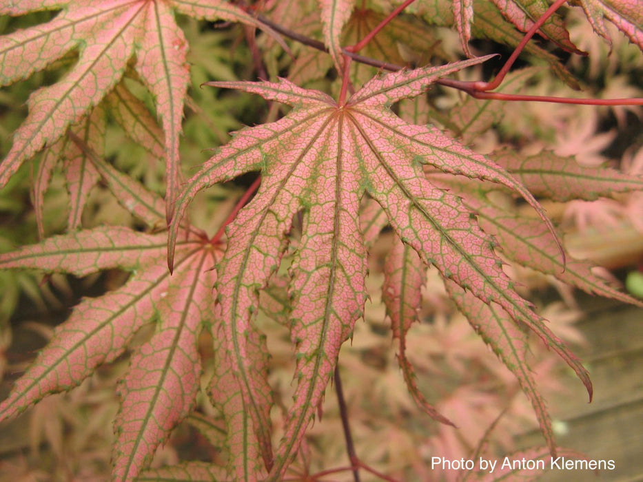 - Acer palmatum 'Olsen's Frosted Strawberry' Japanese Maple - Mr Maple │ Buy Japanese Maple Trees