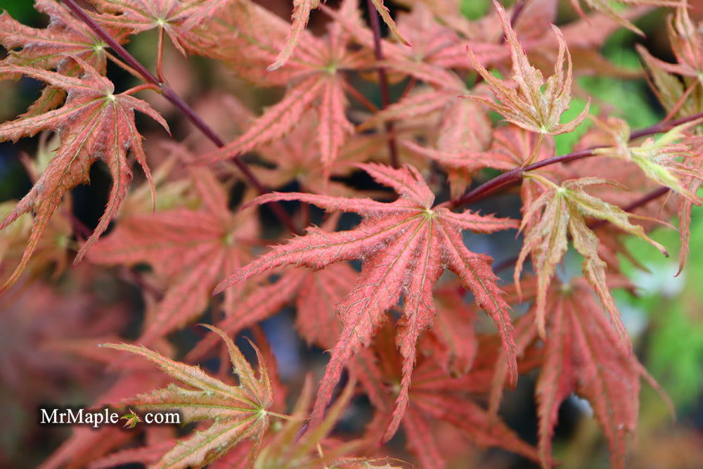 - Acer palmatum 'Olsen's Frosted Strawberry' Japanese Maple - Mr Maple │ Buy Japanese Maple Trees