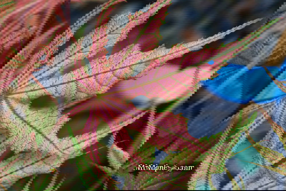 Buy Acer palmatum 'Olsen's Frosted Strawberry' Japanese Maple — Mr