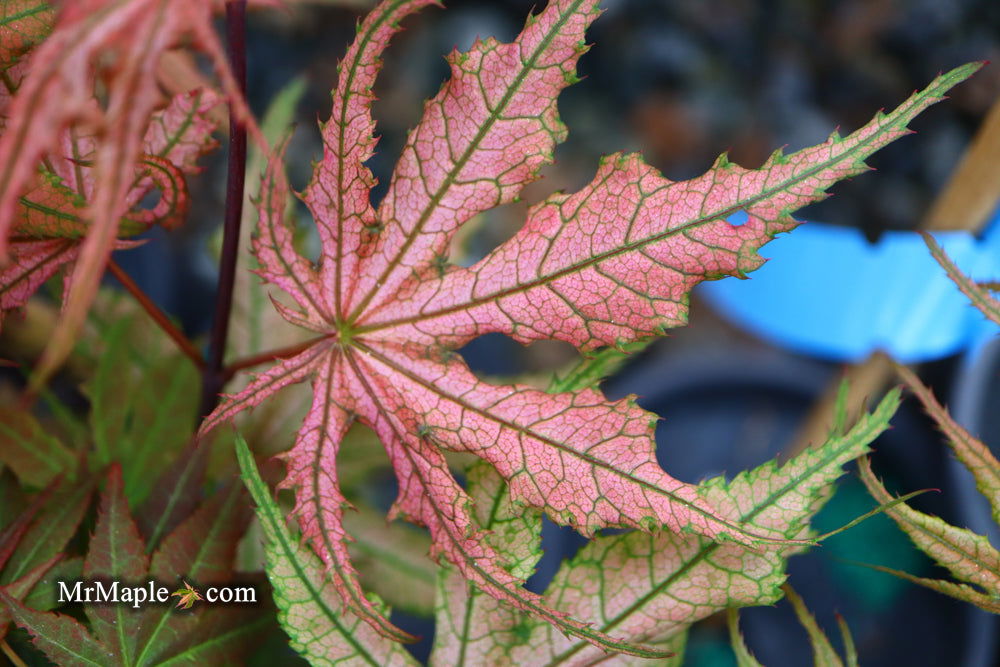 - Acer palmatum 'Olsen's Frosted Strawberry' Japanese Maple - Mr Maple │ Buy Japanese Maple Trees