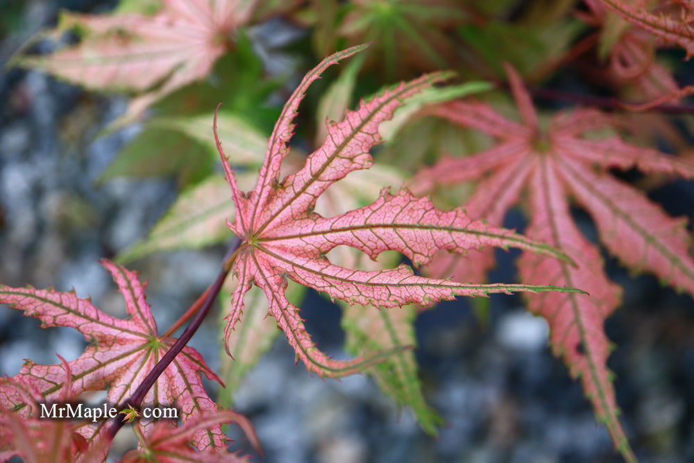 - Acer palmatum 'Olsen's Frosted Strawberry' Japanese Maple - Mr Maple │ Buy Japanese Maple Trees