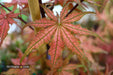 - Acer palmatum 'Olsen's Frosted Strawberry' Japanese Maple - Mr Maple │ Buy Japanese Maple Trees