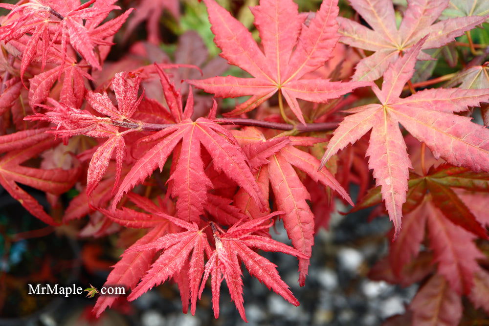 - Acer palmatum 'Olsen's Frosted Strawberry' Japanese Maple - Mr Maple │ Buy Japanese Maple Trees