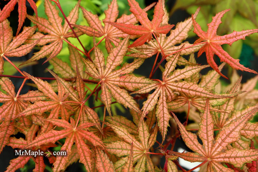 - Acer palmatum 'Olsen's Frosted Strawberry' Japanese Maple - Mr Maple │ Buy Japanese Maple Trees