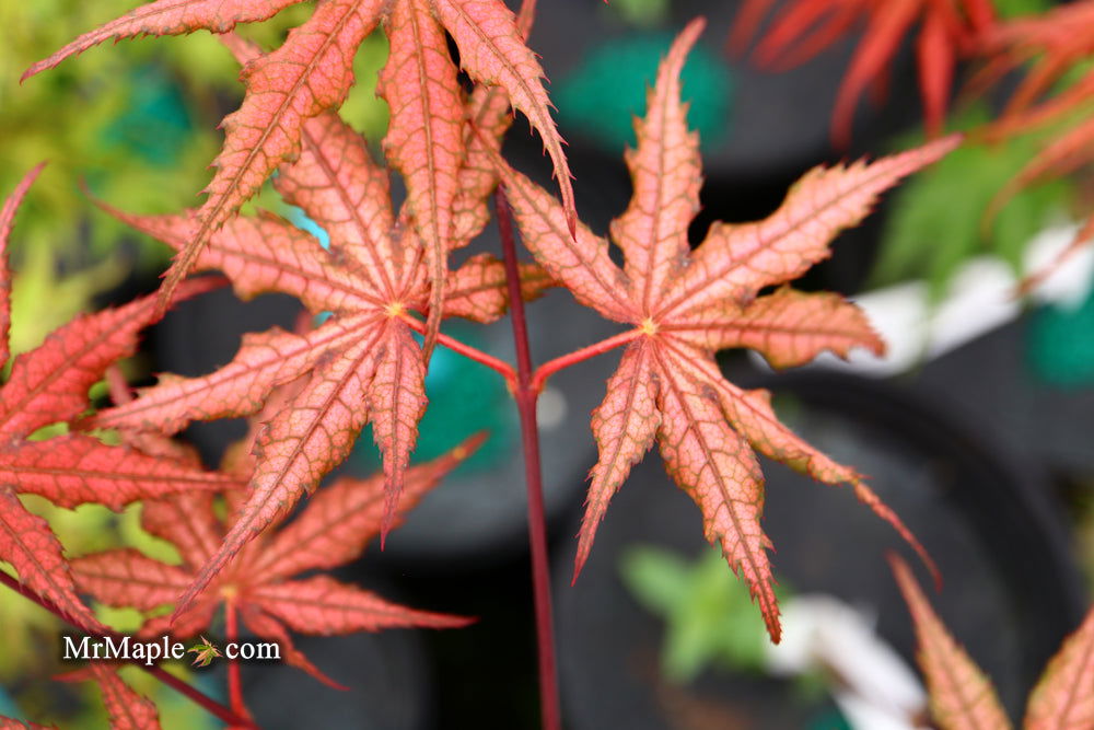 - Acer palmatum 'Olsen's Frosted Strawberry' Japanese Maple - Mr Maple │ Buy Japanese Maple Trees