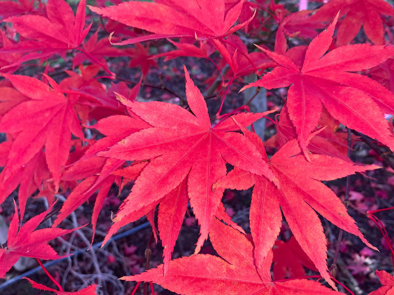 - Acer palmatum 'Omato' Japanese Maple - Mr Maple │ Buy Japanese Maple Trees