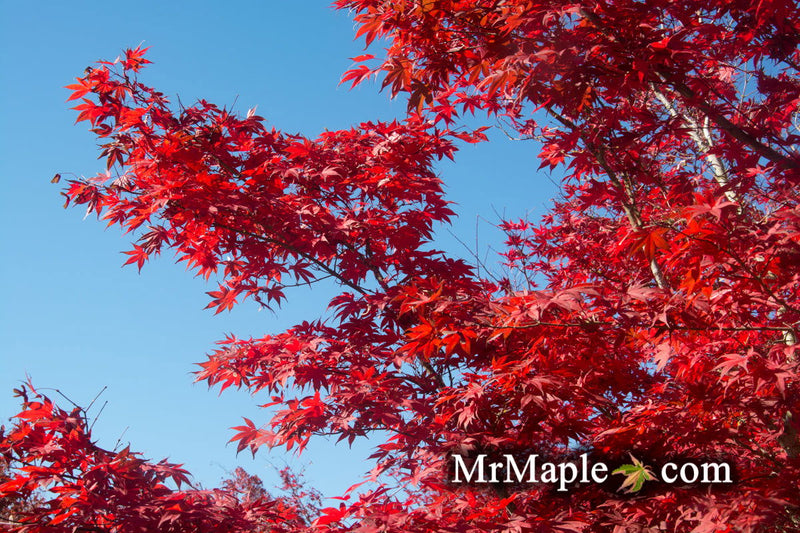 - Acer palmatum 'Omato' Japanese Maple - Mr Maple │ Buy Japanese Maple Trees