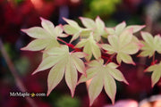 - Acer palmatum 'Omato' Japanese Maple - Mr Maple │ Buy Japanese Maple Trees