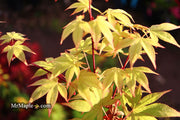- Acer palmatum 'Omato' Japanese Maple - Mr Maple │ Buy Japanese Maple Trees