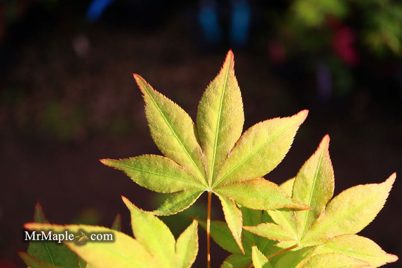- Acer palmatum 'Omato' Japanese Maple - Mr Maple │ Buy Japanese Maple Trees