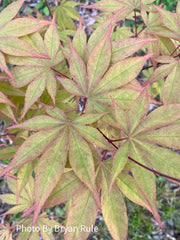 - Acer palmatum 'Omato' Japanese Maple - Mr Maple │ Buy Japanese Maple Trees