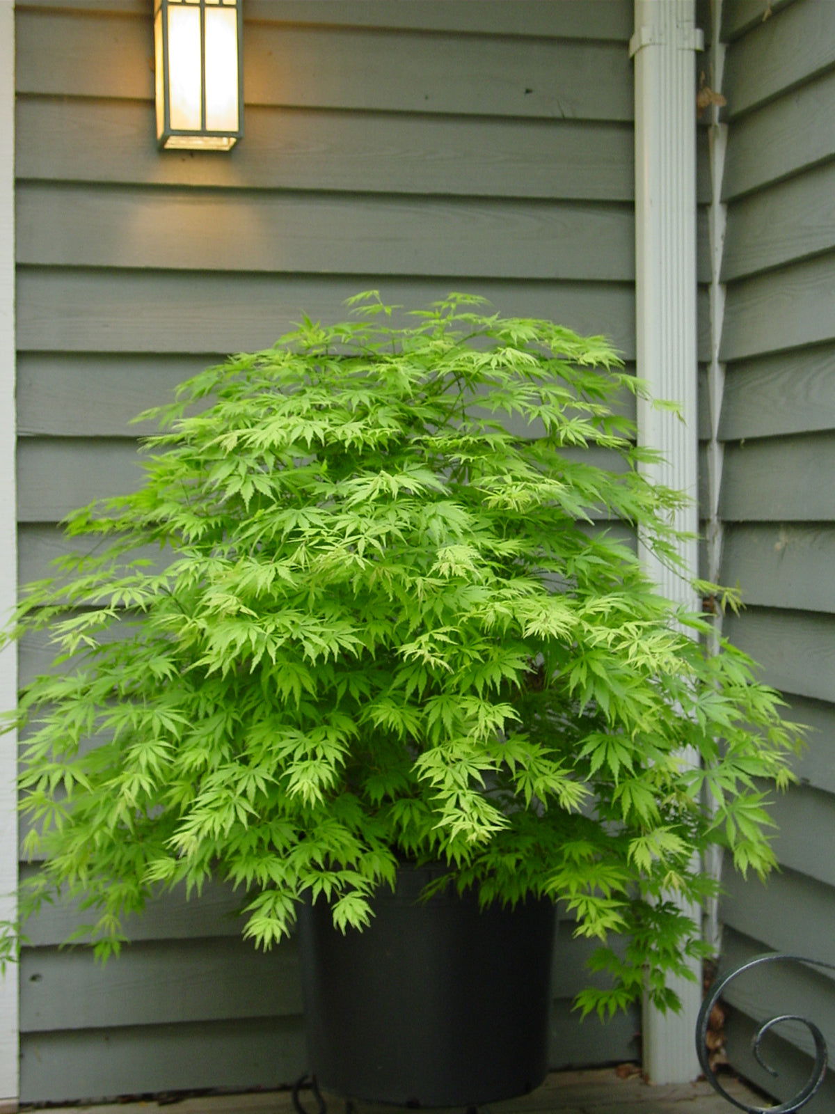 うまーお Acer_palmatum_Omureyama_Japane