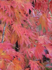 - Acer palmatum 'Omureyama' Japanese Maple - Mr Maple │ Buy Japanese Maple Trees