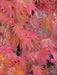 - Acer palmatum 'Omureyama' Japanese Maple - Mr Maple │ Buy Japanese Maple Trees