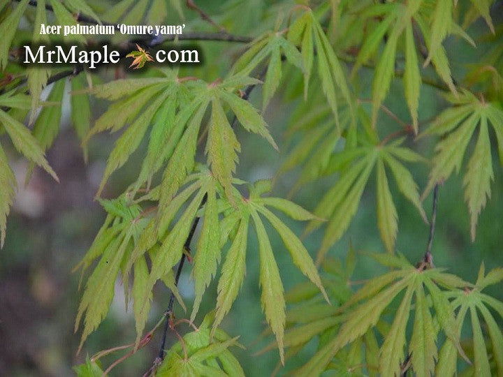 - Acer palmatum 'Omureyama' Japanese Maple - Mr Maple │ Buy Japanese Maple Trees