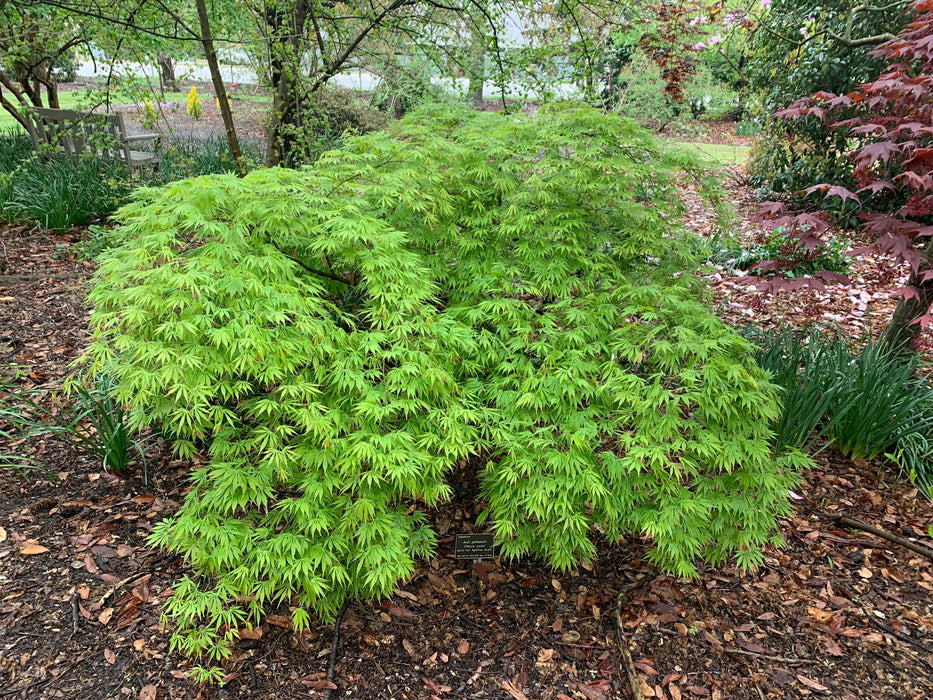 - Acer palmatum 'Omureyama' Japanese Maple - Mr Maple │ Buy Japanese Maple Trees