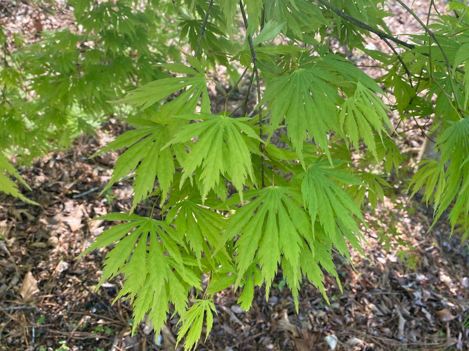 - Acer palmatum 'Omureyama' Japanese Maple - Mr Maple │ Buy Japanese Maple Trees