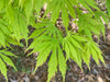 - Acer palmatum 'Omureyama' Japanese Maple - Mr Maple │ Buy Japanese Maple Trees