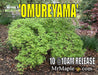 - Acer palmatum 'Omureyama' Japanese Maple - Mr Maple │ Buy Japanese Maple Trees