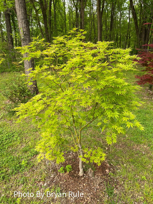 - Acer palmatum 'Omureyama' Japanese Maple - Mr Maple │ Buy Japanese Maple Trees