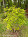 - Acer palmatum 'Omureyama' Japanese Maple - Mr Maple │ Buy Japanese Maple Trees