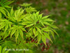 - Acer palmatum 'Omureyama' Japanese Maple - Mr Maple │ Buy Japanese Maple Trees