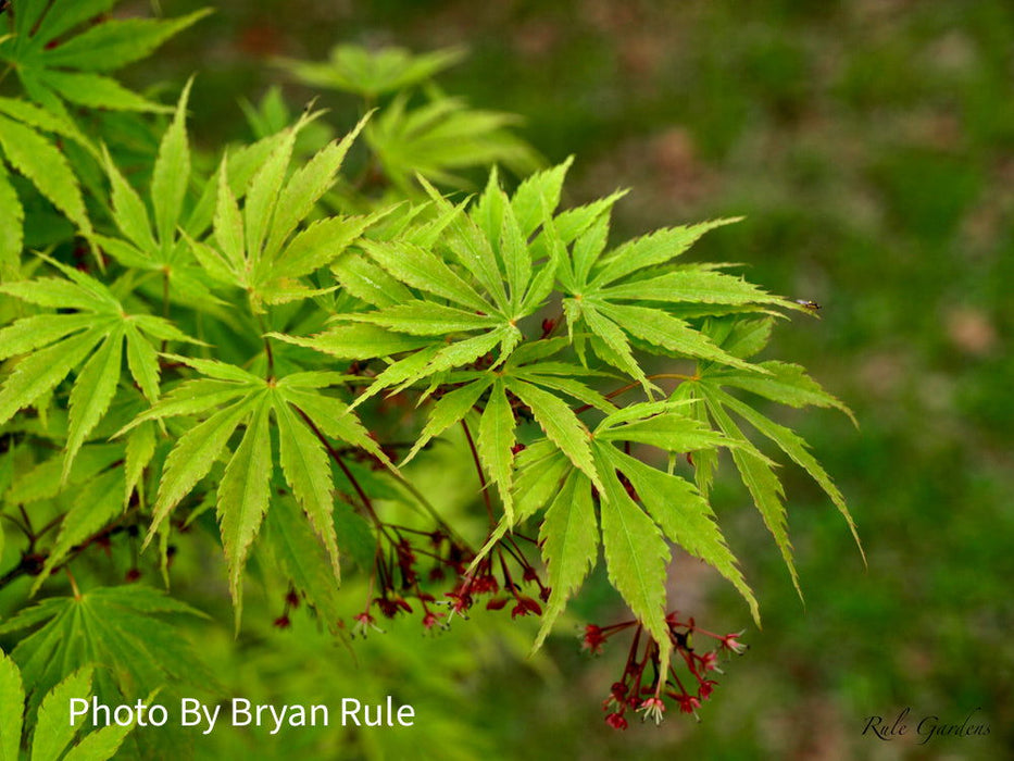 - Acer palmatum 'Omureyama' Japanese Maple - Mr Maple │ Buy Japanese Maple Trees