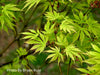 - Acer palmatum 'Omureyama' Japanese Maple - Mr Maple │ Buy Japanese Maple Trees