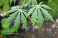 - Acer palmatum 'Omureyama' Japanese Maple - Mr Maple │ Buy Japanese Maple Trees