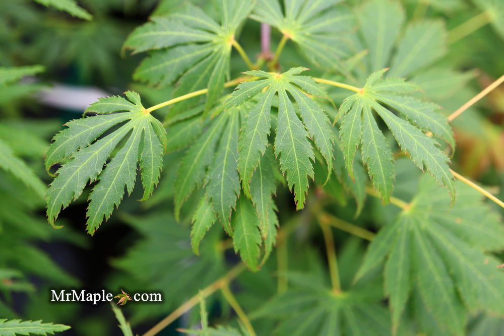 - Acer palmatum 'Omureyama' Japanese Maple - Mr Maple │ Buy Japanese Maple Trees