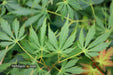 - Acer palmatum 'Omureyama' Japanese Maple - Mr Maple │ Buy Japanese Maple Trees