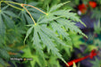 - Acer palmatum 'Omureyama' Japanese Maple - Mr Maple │ Buy Japanese Maple Trees